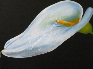 Arum &ndash; Lorraine Jacobs