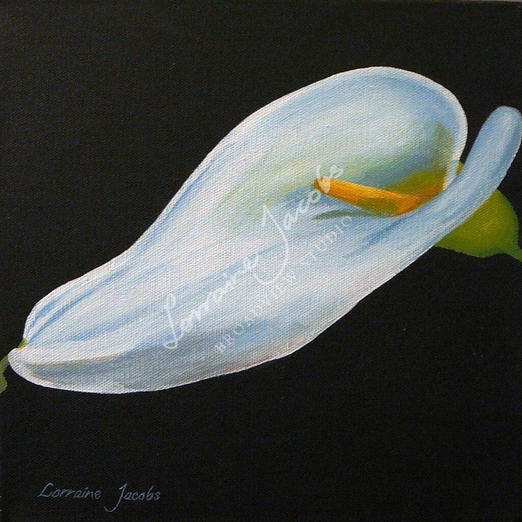 Arum &ndash; Lorraine Jacobs