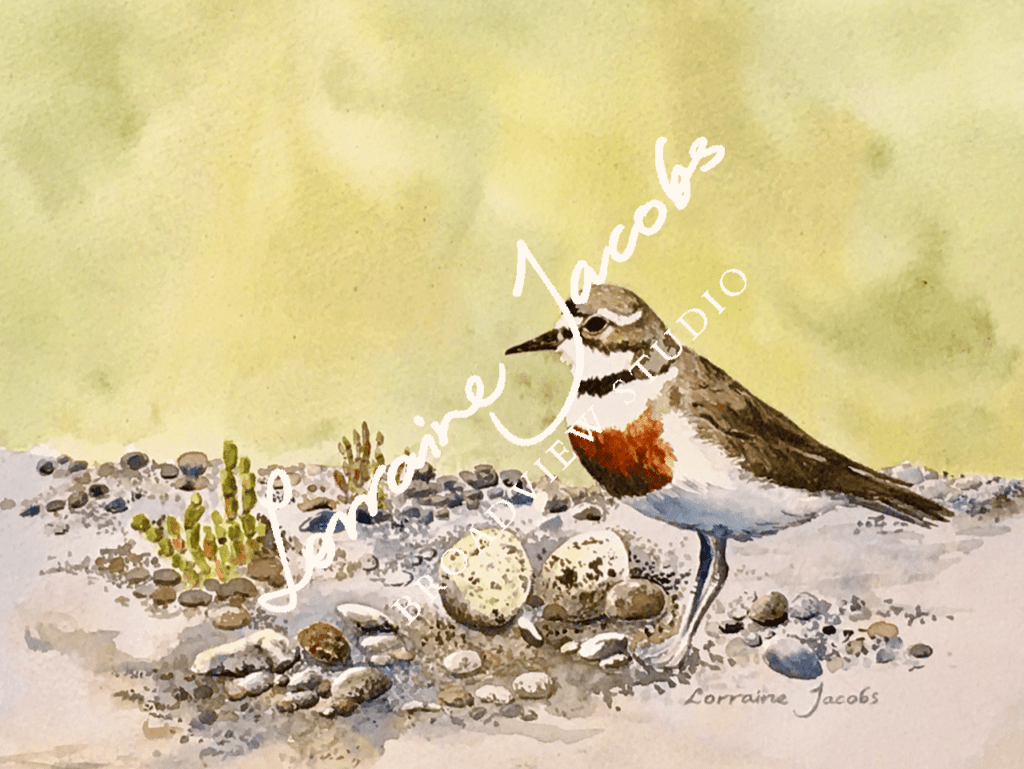 Bird &ndash; Lorraine Jacobs