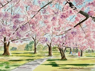 Cherry Blossoms - Lorraine Jacobs