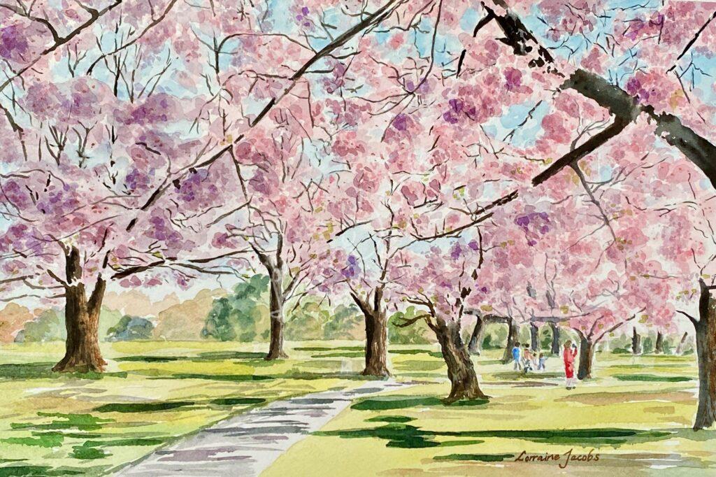 Cherry Blossoms - Lorraine Jacobs