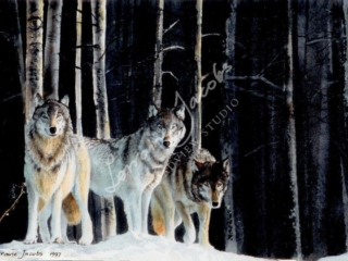 First Light &ndash; Lorraine Jacobs