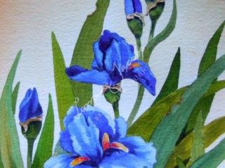 Iris &ndash; Lorraine Jacobs