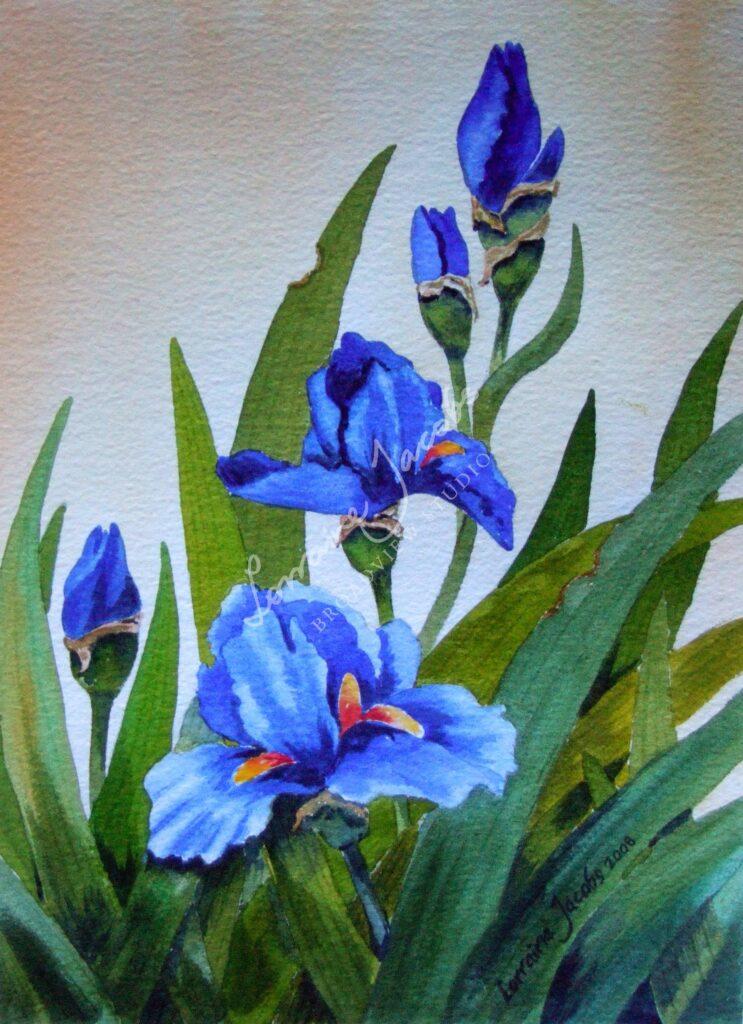 Iris &ndash; Lorraine Jacobs