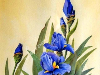 Irises &ndash; Lorraine Jacobs
