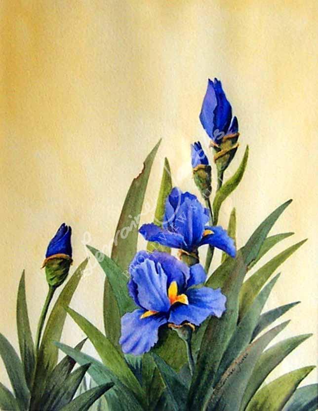 Irises &ndash; Lorraine Jacobs