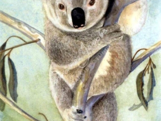 Koala &ndash; Lorraine Jacobs