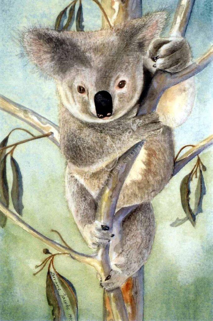 Koala &ndash; Lorraine Jacobs