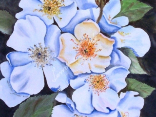 Old English Roses &ndash; Lorraine Jacobs