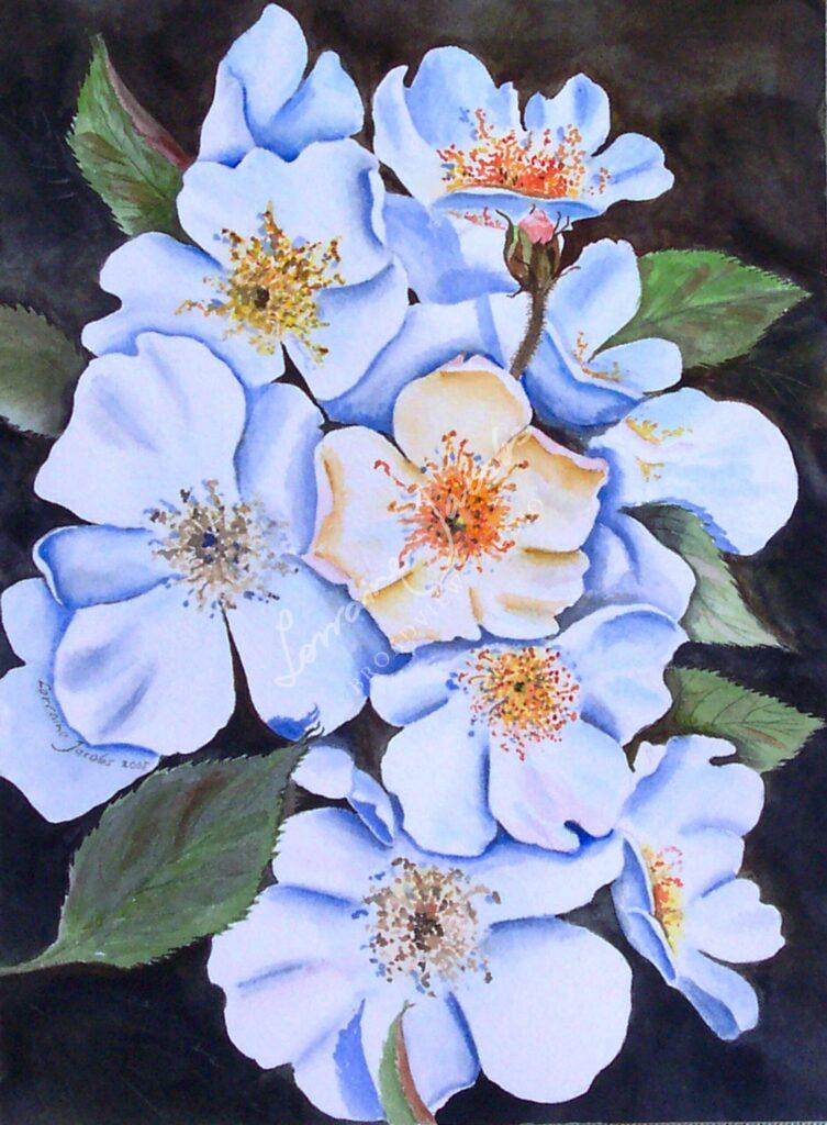 Old English Roses &ndash; Lorraine Jacobs