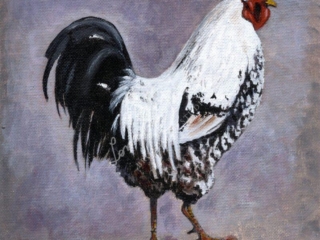 Pied Roosted &ndash; Lorraine Jacobs