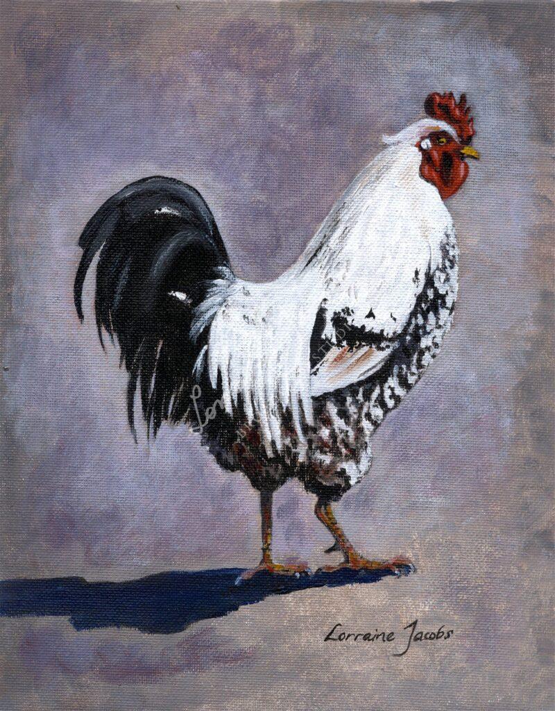 Pied Roosted &ndash; Lorraine Jacobs