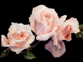 Pink Roses &ndash; Lorraine Jacobs
