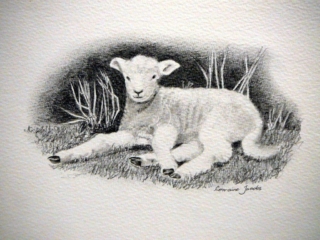 Sheep &ndash; Lorraine Jacobs