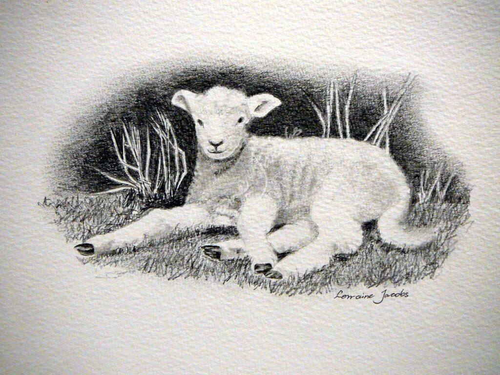 Sheep &ndash; Lorraine Jacobs
