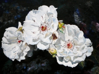 Summer Beauty (White Rose) &ndash; Lorraine Jacobs