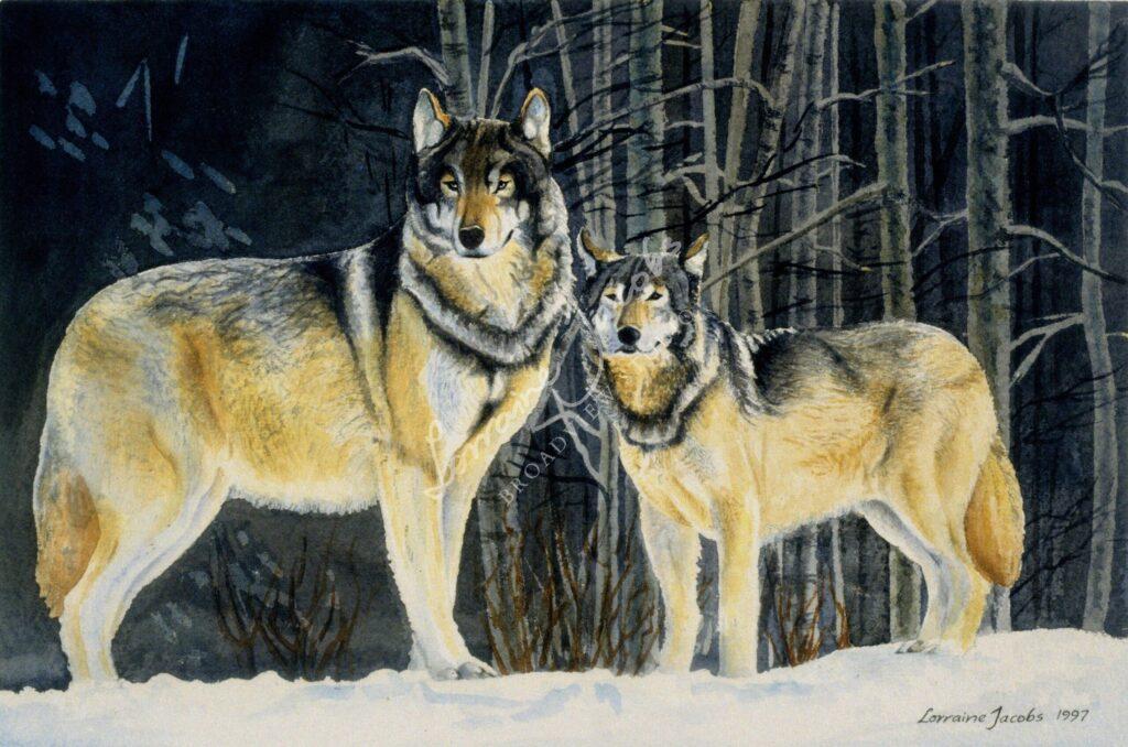Two wolves &ndash; Lorraine Jacobs